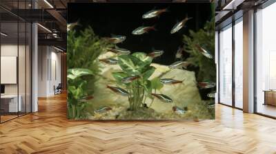 Neon Tetra, paracheirodon innesi Wall mural