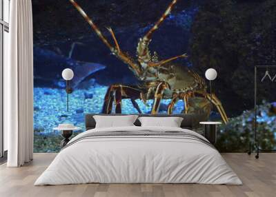 Spiny Lobster, palinurus elephas, Seawater Aquarium in France Wall mural