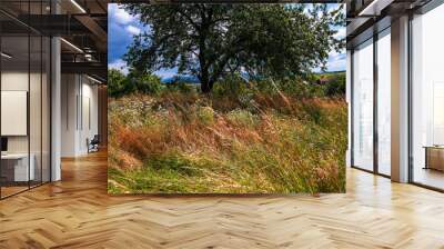 Rural meadow with high grass, flowers and cherry tree in sunny summer day. Wall mural