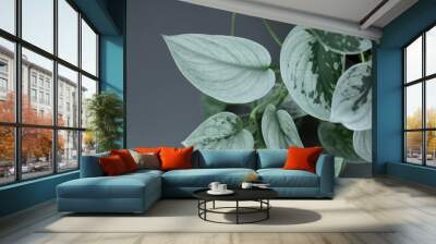 Beautiful indoor plant Scindapsus pictus 'Silver Ann' on gray background. Wall mural