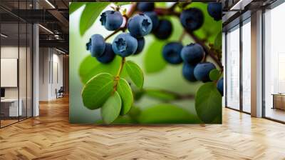 blueberry plant illustration 2 Wall mural