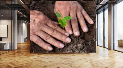 Farmers, retired planting in the ground Green sprout. The concept of farming and business growth. Selective focus Wall mural