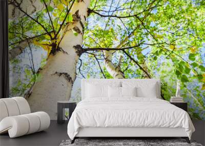 Green birch in spring forest Wall mural