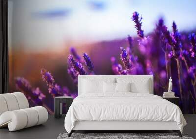 Lavender flowers at sunset in Provence, France. Macro image, shallow depth of field. Beautiful nature background Wall mural