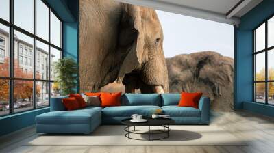 Two Elephants in Kenya Wall mural