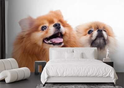 Pomeranian dog Wall mural