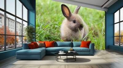 Rabbit in grass Wall mural