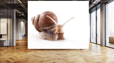 Snail isolated on white background Wall mural