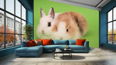 Two small rabbits Wall mural