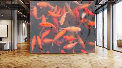 Koi carp fish in the lake or pond. Top view. Horizontal. Wall mural