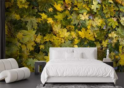 Background of wet yellow and green fallen maple leaves Wall mural