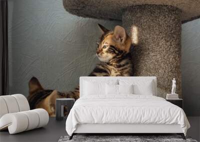 Young cute bengal kitten sitting on a soft cat's shelf of a cat's house indoors. Wall mural