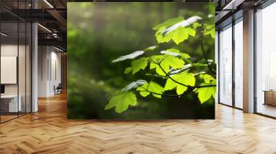 Green leaves on a branch in a forest, illuminated by pleasing sunrays, with trees as bokeh background, panoramic format with copy space Wall mural