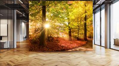 Sunlit path in a park before sunset Wall mural