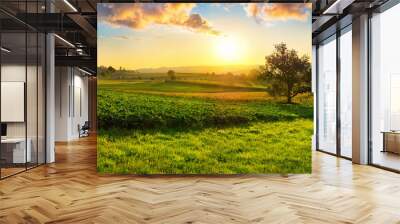 tranquil panoramic rural landscape scenery in an early summer morning after sunrise, with a tree on  Wall mural