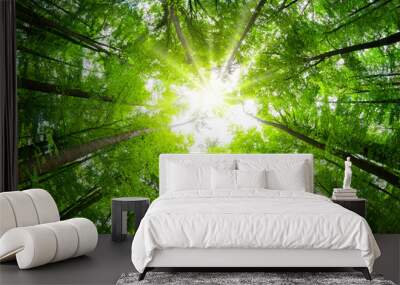 Wide-angle canopy shot in a beautiful green forest Wall mural