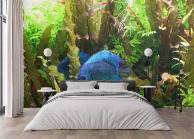 Fish Blue Discus in the clear water of the aquarium. Wall mural