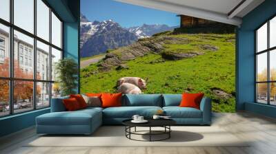 Pigs in an Alpine meadow with mountains in snow in background. Jungfrau region, Switzerland Wall mural