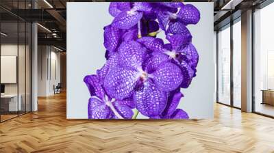 close-up Vanda Orchid Wanda - Queen of orchids, purple flower. F Wall mural