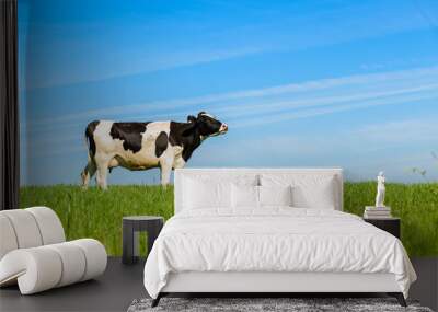 cows graze on a green field in sunny weather, layout with space for text Wall mural