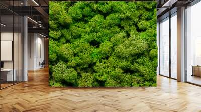 green moss background texture Wallpaper Wall mural