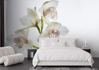 white сymbidium orchid close-up, isolated on white Wall mural