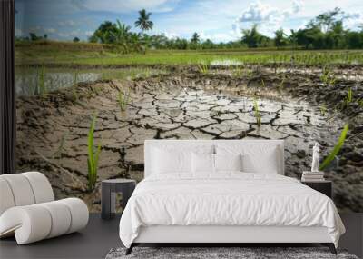 Cracked Earth in Drought Affected Rice Field Under Blue Sky Wall mural