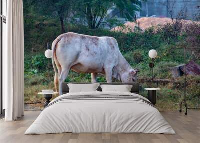 Indian cow grazing in the field, cow eating grass in a paddy field. Indian animal image,  Wall mural