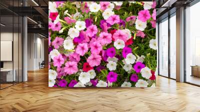 Petunia, petunias mixed colors. Colorful common garden petunias. Family name Solanaceae, scientific name Petunia. Petunias floral background.Close-up Wall mural