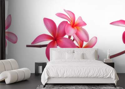 beautiful pink plumeria rubra flower isolated on White background Wall mural