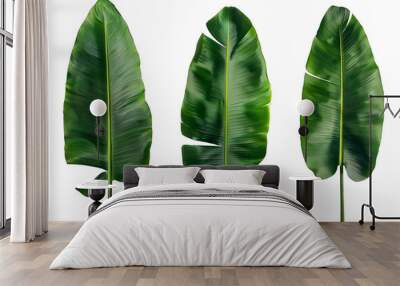 Fresh whole banana leaf isolated on white background Wall mural