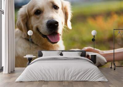 Retriever giving paw to person Wall mural