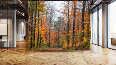 Colorful Maple trees in autumn time in Western Michigan Upper peninsula wilderness. Wall mural