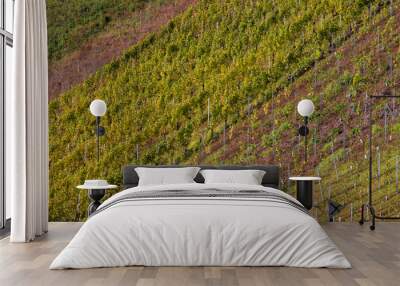 Panoramic view of Moselle winery landscape, Vineyards in golden autumn colors in Germany Wall mural