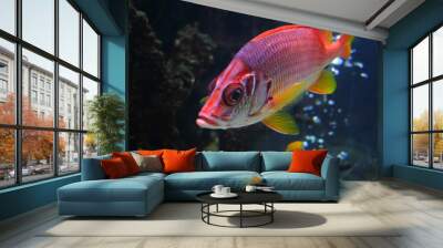 Red Beta Fish Wall mural