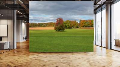 Tall tree in the middle of meadow in  rural Michigan during autumn time Wall mural