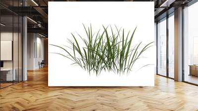 bunches of grass on a transparent background. 3d rendering. Wall mural