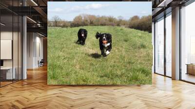 Two cocker spaniels running with ball Wall mural