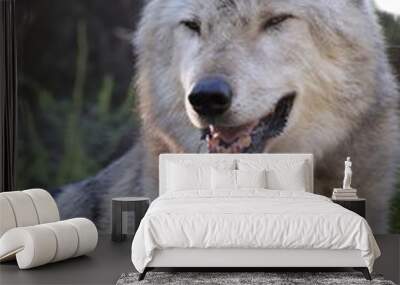 a smiling wolf Wall mural