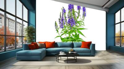 Veronica officinalis herb with flowers isolated on white background Wall mural