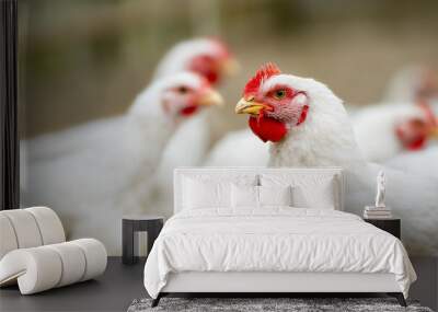 Group of white free range chicken, broilers farm. Wall mural