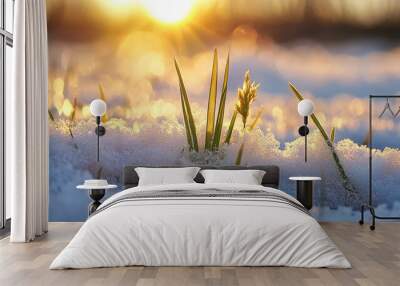 Green grass growing under melting snow at sunrise, end of winter, spring snow melt and plants waking up Wall mural