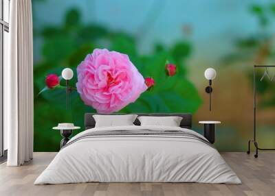 Pink rose bloom in garden. Valentine day or special anniversary day background Wall mural