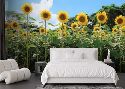 A field of sunflowers under a blue sky with white clouds. Wall mural