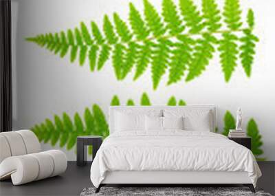 79 mpx Images set leaves fern isolated on white background in ma Wall mural