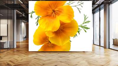 flower Eschscholzia californica (California poppy, golden poppy, California sunlight, cup of gold) isolated on white background shots in macro lens close-up Wall mural