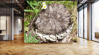 cute forest stump with beautiful texture surface Wall mural