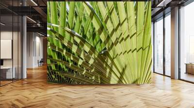 green palm leaves close up Wall mural