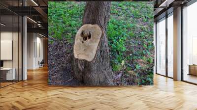 a tree with a second trunk sawn off, in the park Wall mural