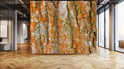 Background of orange bark of an old tree Wall mural